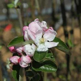 Red Pixie Apple (Malus domestica Red Pixie) 2